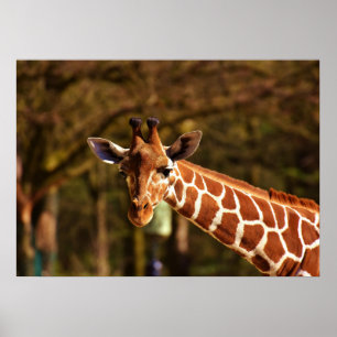 Giraffe Poster
