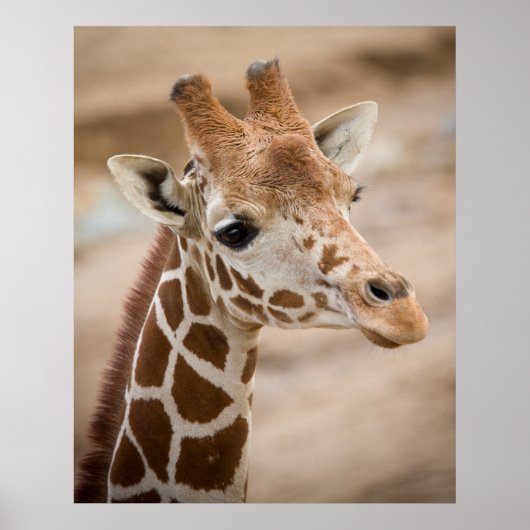 Giraffe Poster (Vorne)