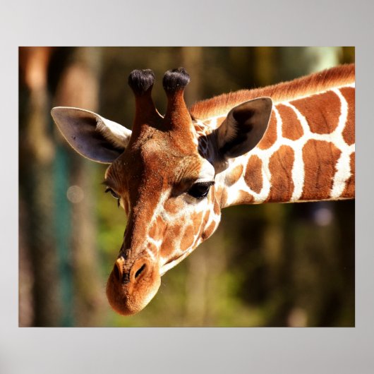 Giraffe Poster - Safari Zootiere (Vorne)