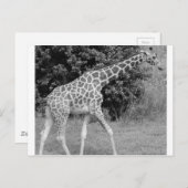 giraffe postkarte (Vorne/Hinten)