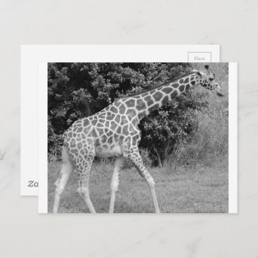 giraffe postkarte (Vorne/Hinten)