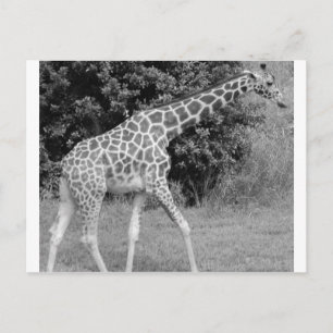 giraffe postkarte