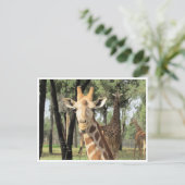 Giraffe Postkarte (Stehend Vorderseite)