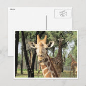 Giraffe Postkarte (Vorne/Hinten)
