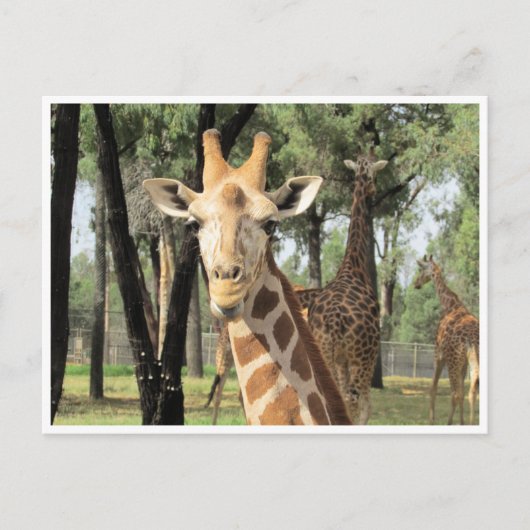 Giraffe Postkarte (Vorderseite)