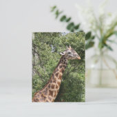 Giraffe Postkarte (Stehend Vorderseite)