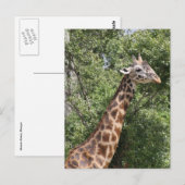 Giraffe Postkarte (Vorne/Hinten)