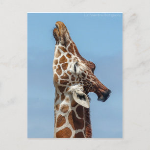 Giraffe Postkarte
