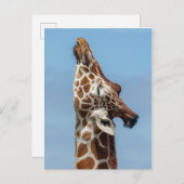Giraffe Postkarte (Vorne/Hinten)