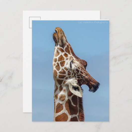 Giraffe Postkarte (Vorne/Hinten)