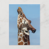 Giraffe Postkarte (Vorderseite)
