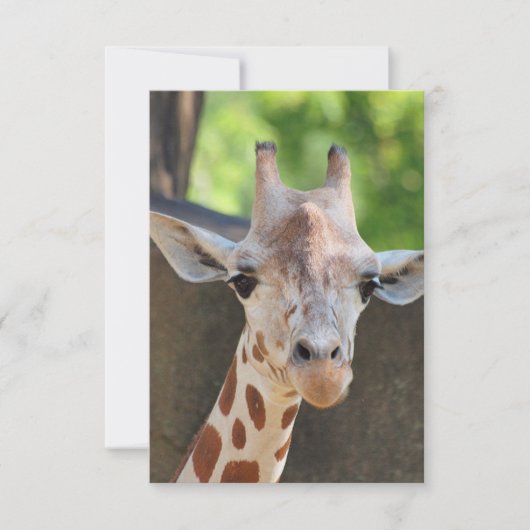 Giraffe Postkarte (Vorderseite)