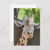 Giraffe Postkarte (Vorne/Hinten)