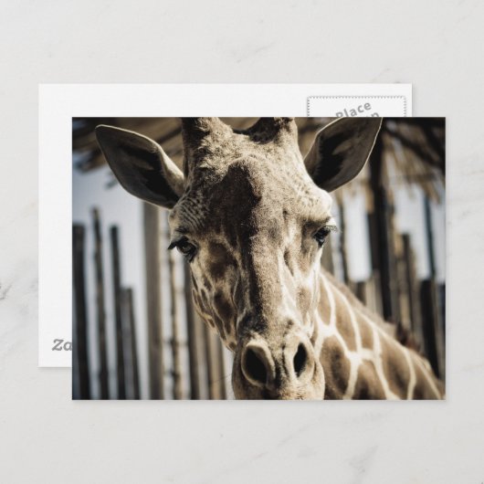 Giraffe Postkarte (Vorne/Hinten)