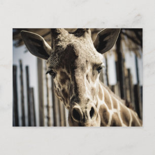 Giraffe Postkarte