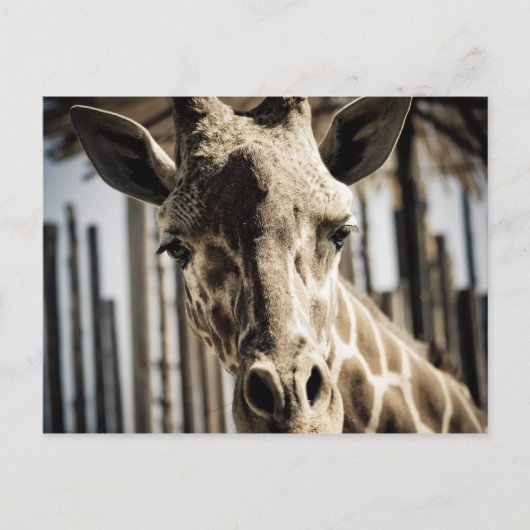Giraffe Postkarte (Vorderseite)
