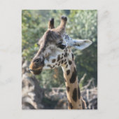 Giraffe Postkarte (Vorderseite)