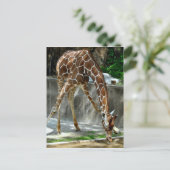 Giraffe Postkarte (Stehend Vorderseite)