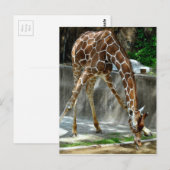 Giraffe Postkarte (Vorne/Hinten)