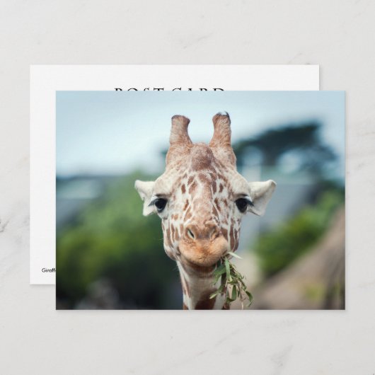 Giraffe Postkarte (Vorne/Hinten)