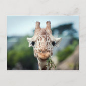 Giraffe Postkarte (Vorderseite)