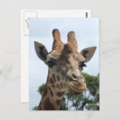 Giraffe Postkarte (Vorne/Hinten)