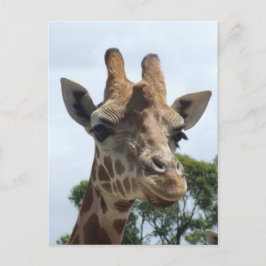 Giraffe Postkarte