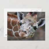 Giraffe Postkarte (Vorne/Hinten)