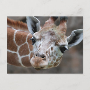 Giraffe Postkarte