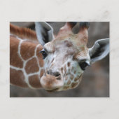 Giraffe Postkarte (Vorderseite)