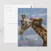 Giraffe Postkarte (Vorne/Hinten)