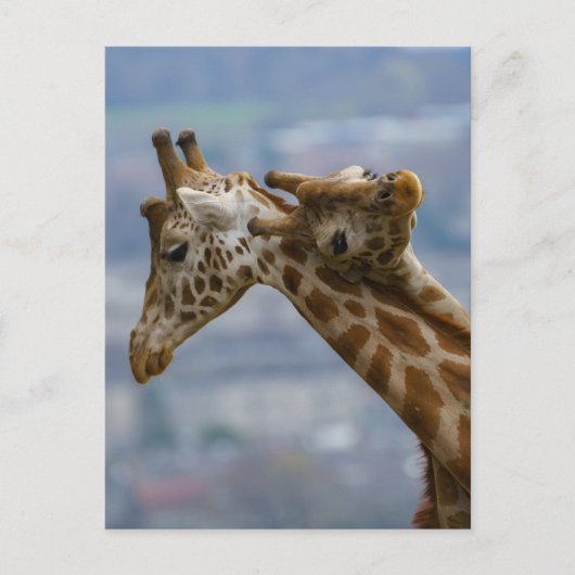 Giraffe Postkarte (Vorderseite)
