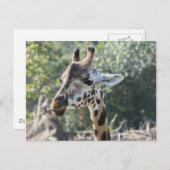 Giraffe Postkarte (Vorne/Hinten)