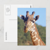 Giraffe Postkarte (Vorne/Hinten)