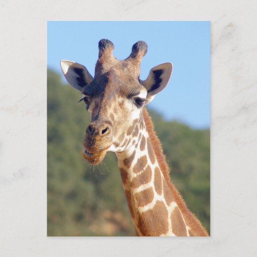 Giraffe Postkarte (Vorderseite)
