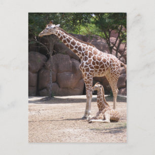 Giraffe Postkarte