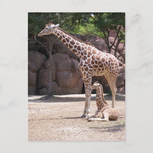 Giraffe Postkarte (Vorderseite)