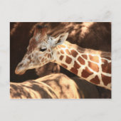 Giraffe Postkarte (Vorderseite)