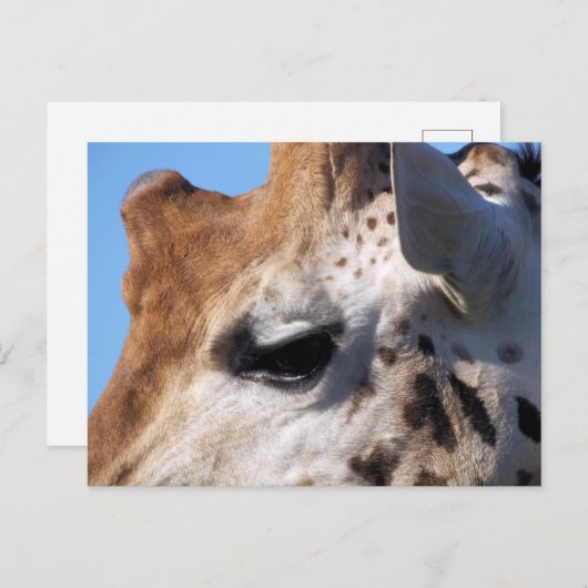 GIRAFFE POSTKARTE (Vorne/Hinten)