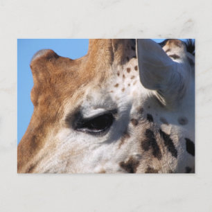 GIRAFFE POSTKARTE