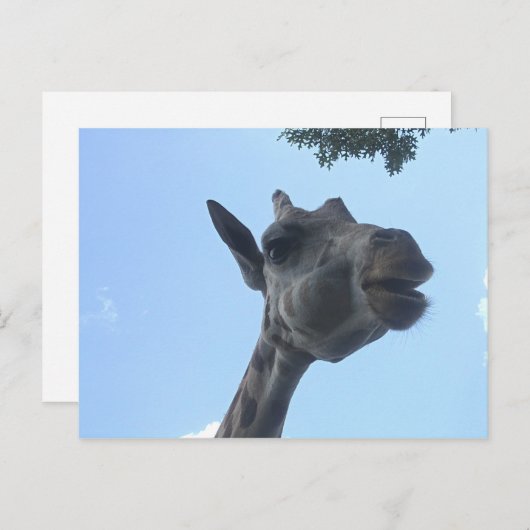 Giraffe Postkarte (Vorne/Hinten)