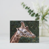 Giraffe Postkarte (Stehend Vorderseite)