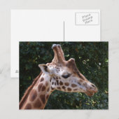 Giraffe Postkarte (Vorne/Hinten)