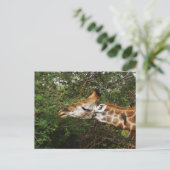Giraffe Postkarte (Stehend Vorderseite)
