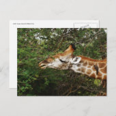 Giraffe Postkarte (Vorne/Hinten)