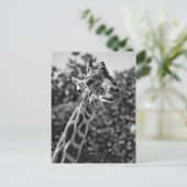Giraffe Postkarte (Stehend Vorderseite)