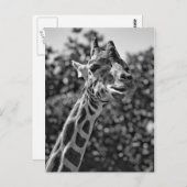 Giraffe Postkarte (Vorne/Hinten)
