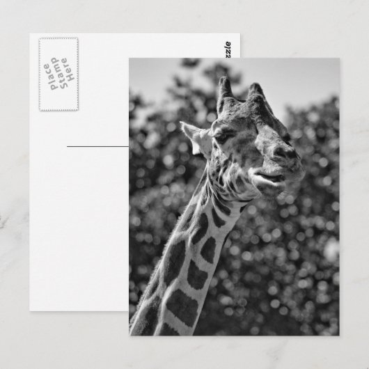 Giraffe Postkarte (Vorne/Hinten)