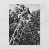 Giraffe Postkarte (Vorderseite)