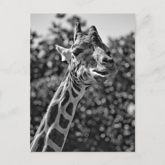 Giraffe Postkarte (Vorderseite)